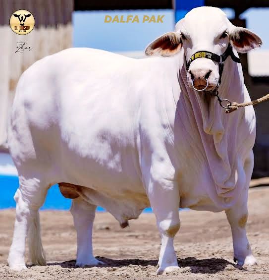 Al Wasay Cattle Farm | Karachi