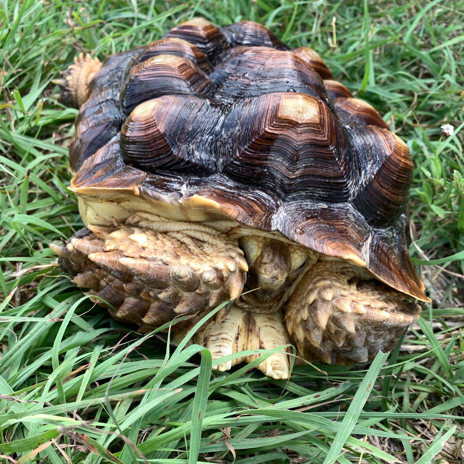 Central Texas Tortoise... - Central Texas Tortoise Rescue