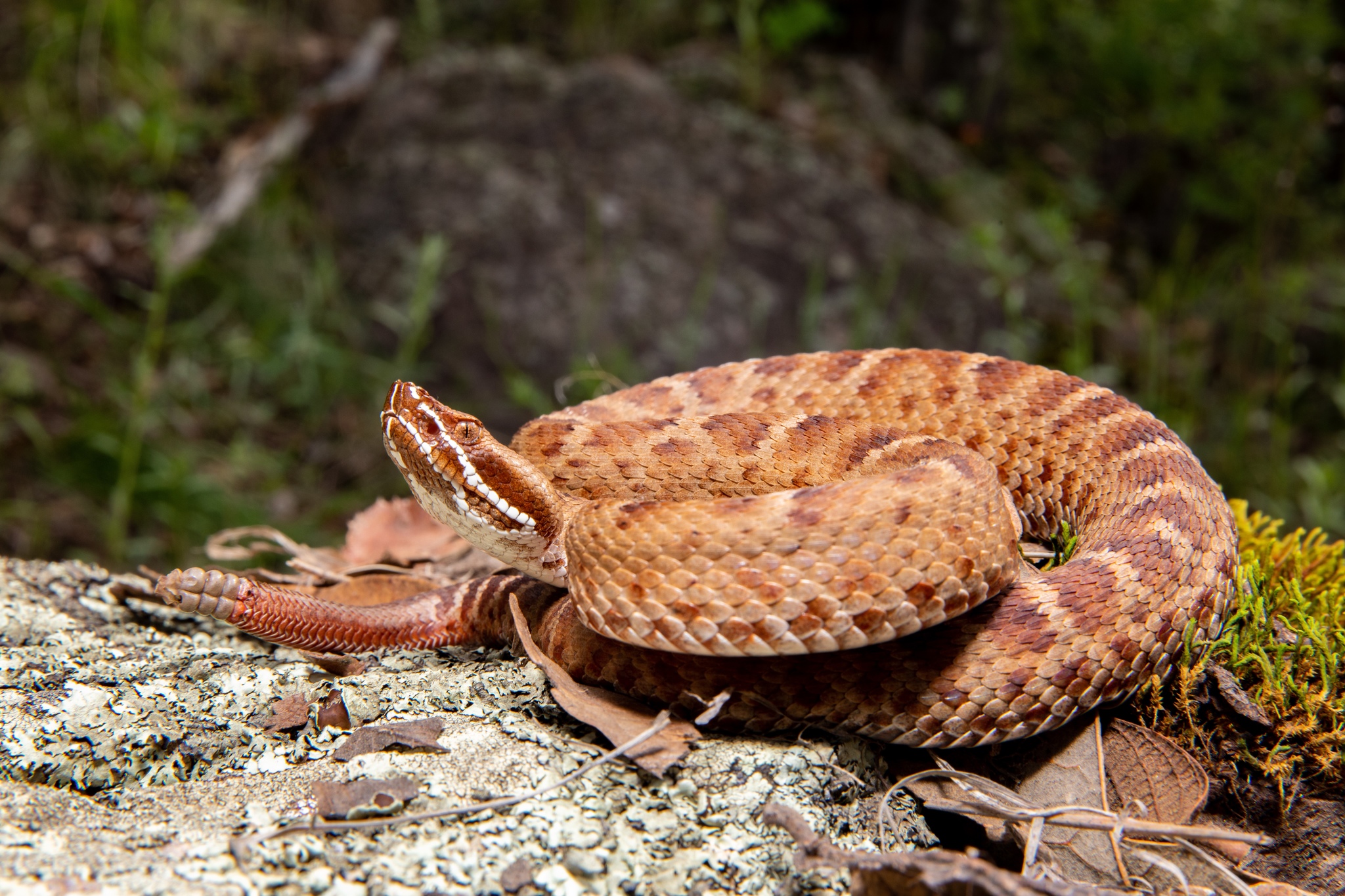 The Rattlesnake - Welcome back to Meet the Species Monday! This week we ...