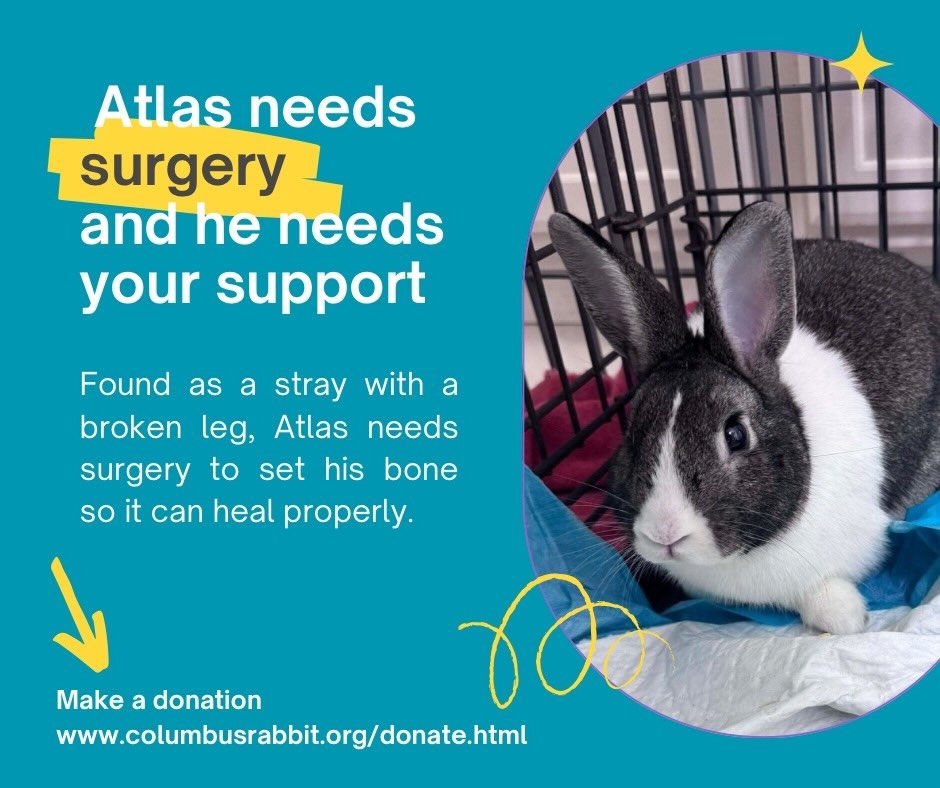 Meet Atlas. Atlas was... - Columbus House Rabbit Society | Facebook