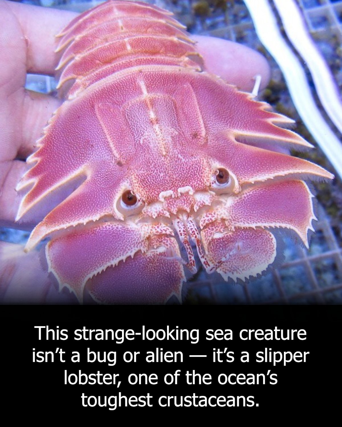 Safari - Meet the slipper lobster, a unique marine crustacean known for ...