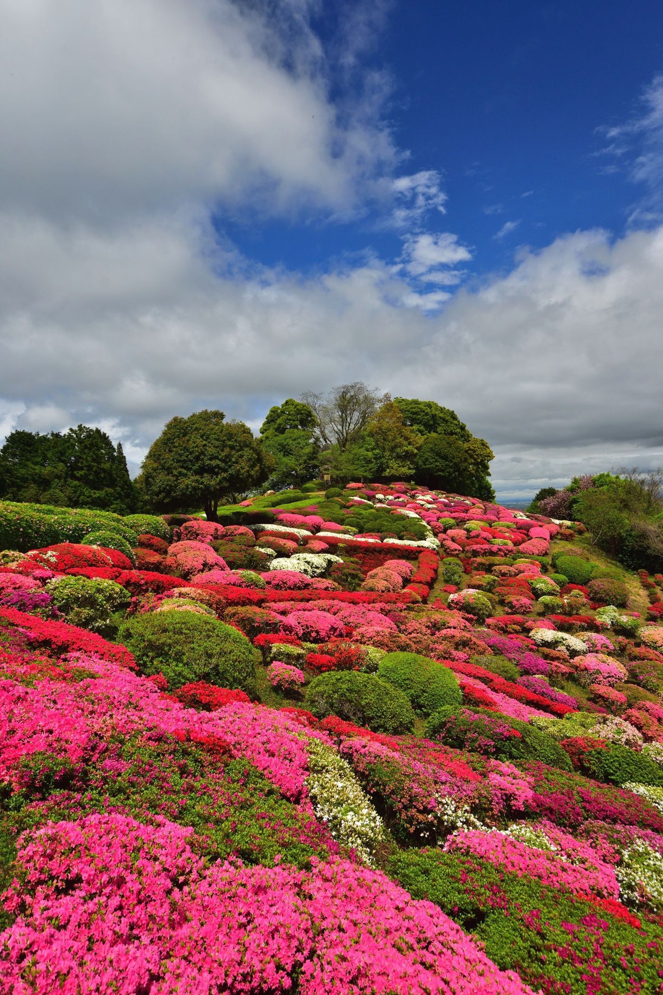 The season of azaleas has arrived. At Utagaki Park, located around