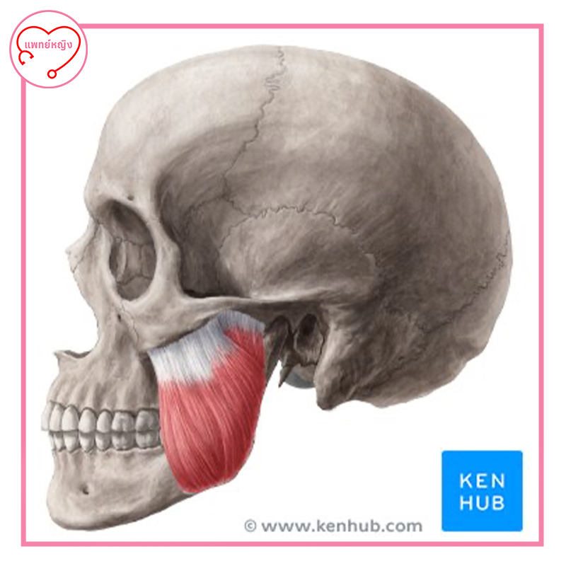 แพทย์หญิง - กลไกที่ทำให้หน้าเรียว( Machanism of Action) Disuse Atrophy ...