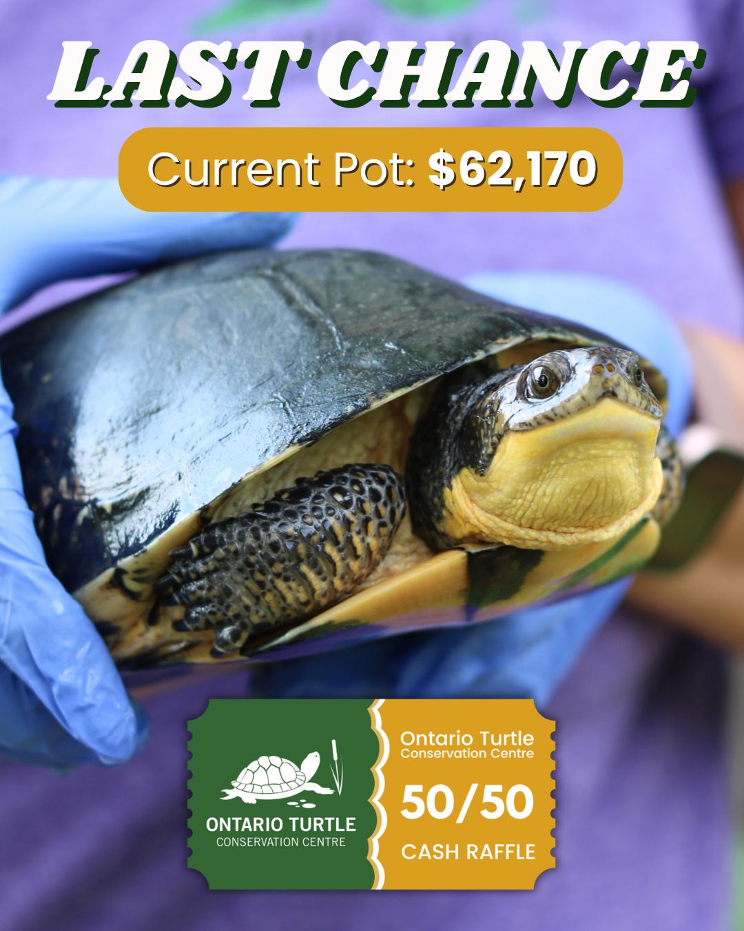 Ontario Turtle... - Ontario Turtle Conservation Centre