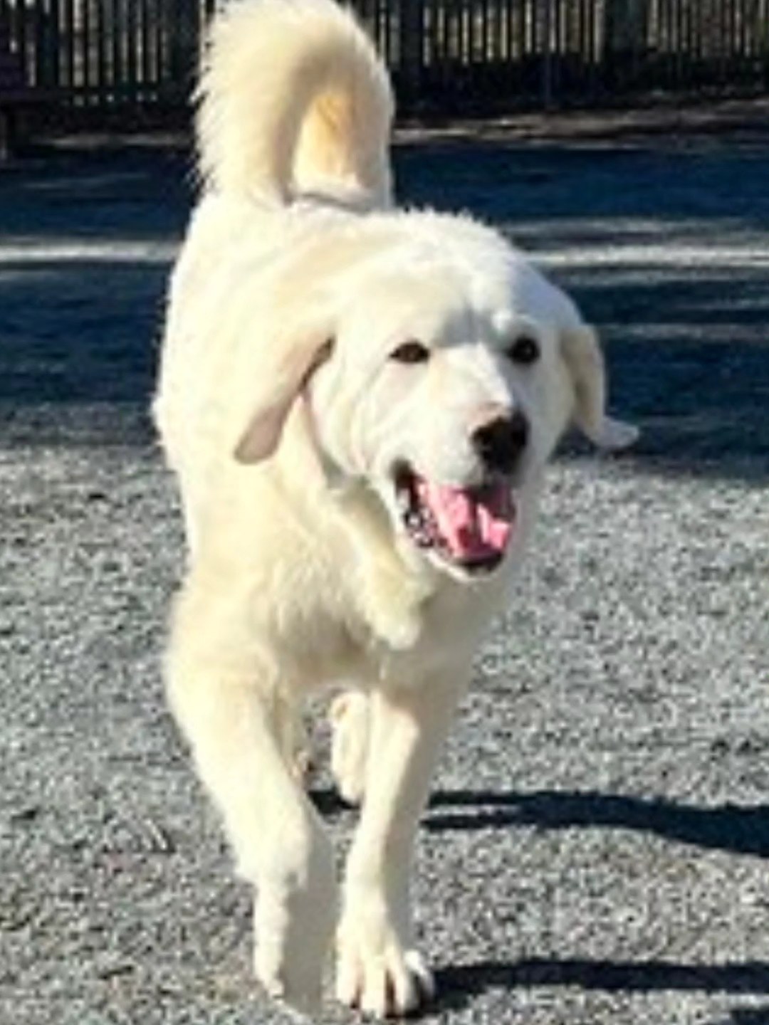 Lab - CASPER Age: 3 year old male Weight: Large (75-90 lbs) on the high ...