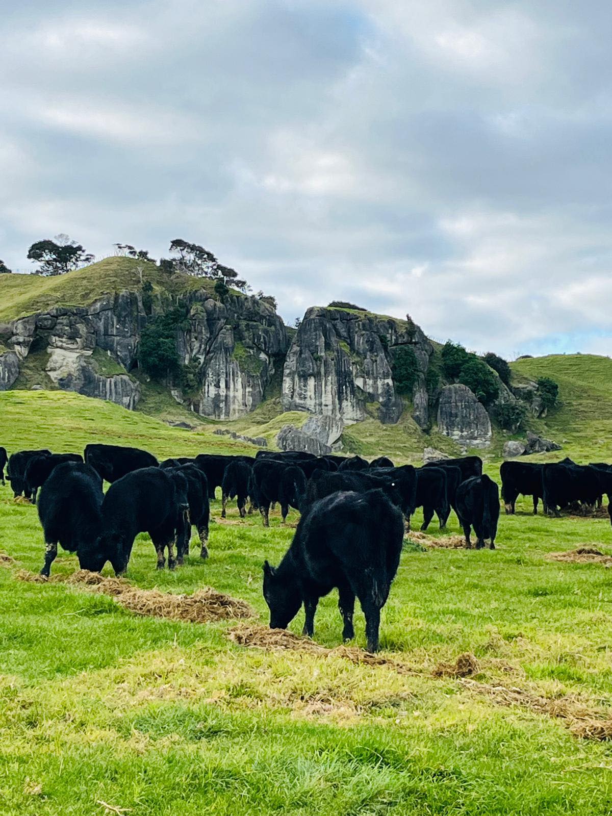 Carrfields Livestock... - Carrfields Livestock Northland