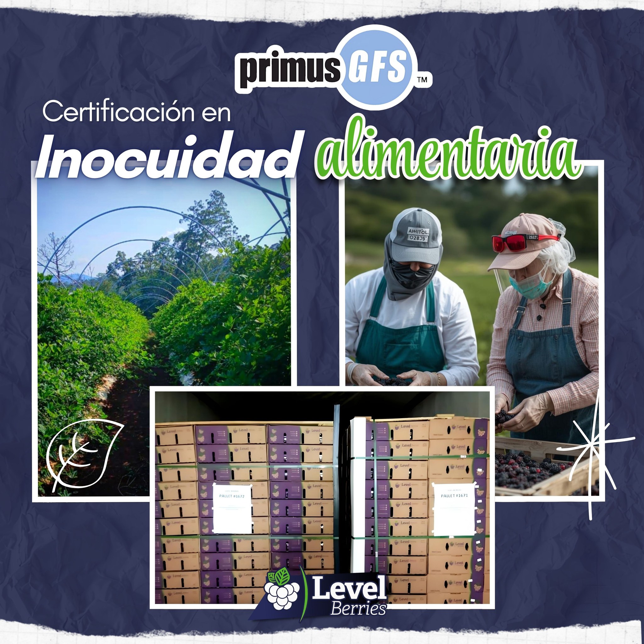 Level-Berries - 🫐 🍓 | #PrimusGFS es una certificación enfocada en la # ...