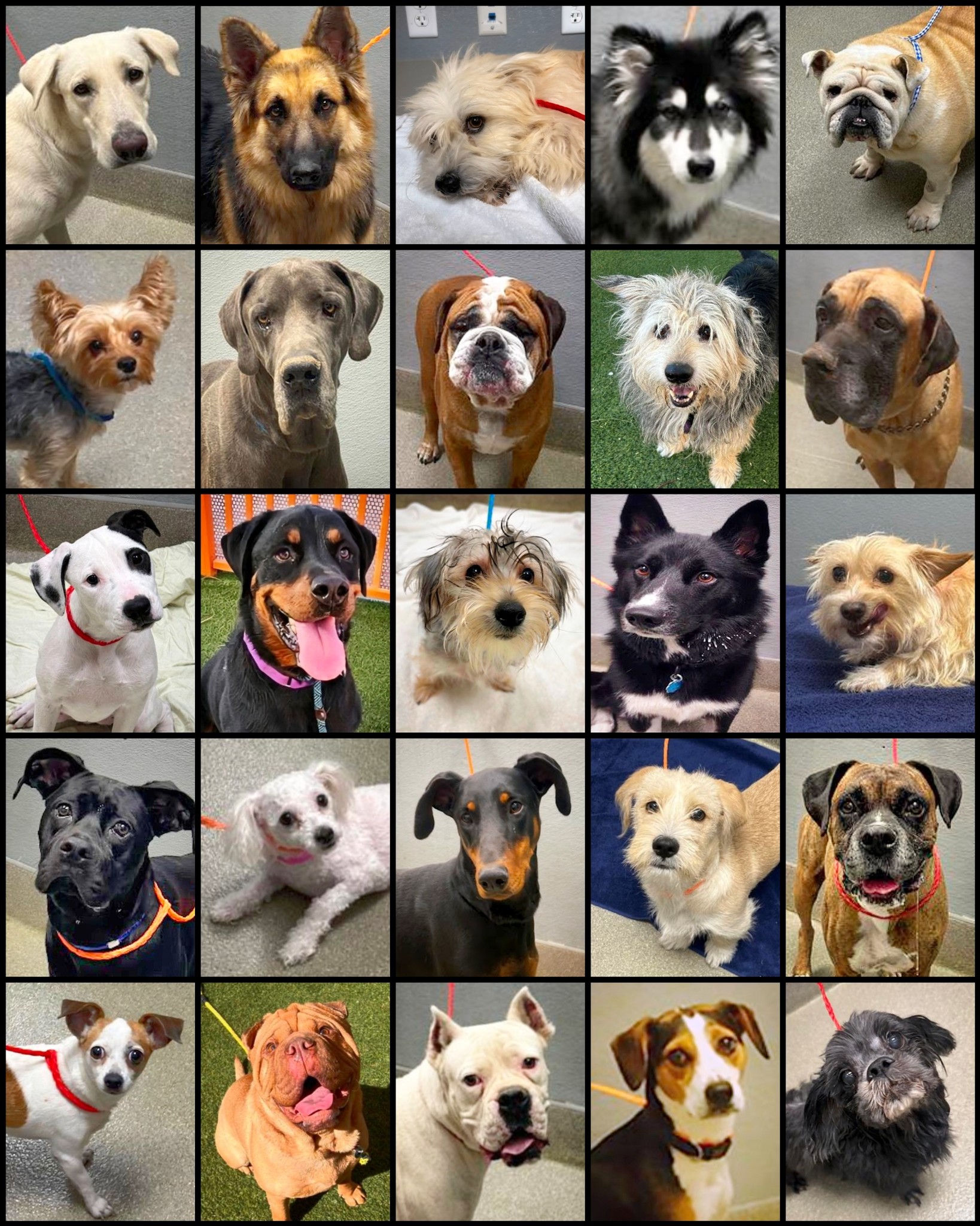 Small Breed Rescue & Adoption Network | 🔸 So Much Variety, So Many ...