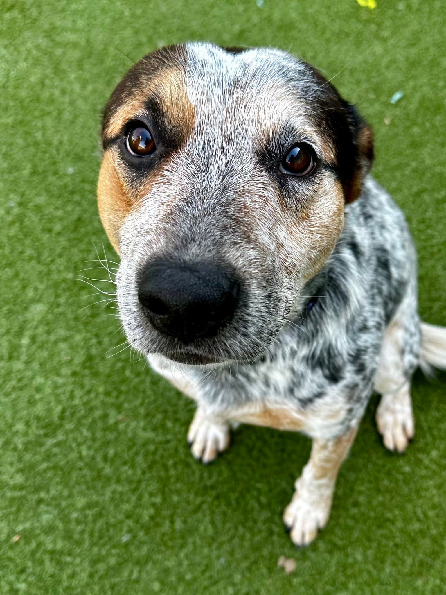Kansas Humane Society added a new... - Kansas Humane Society