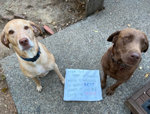 🐾 Thank You for an... - Golden Gate Labrador Retriever Rescue | Facebook