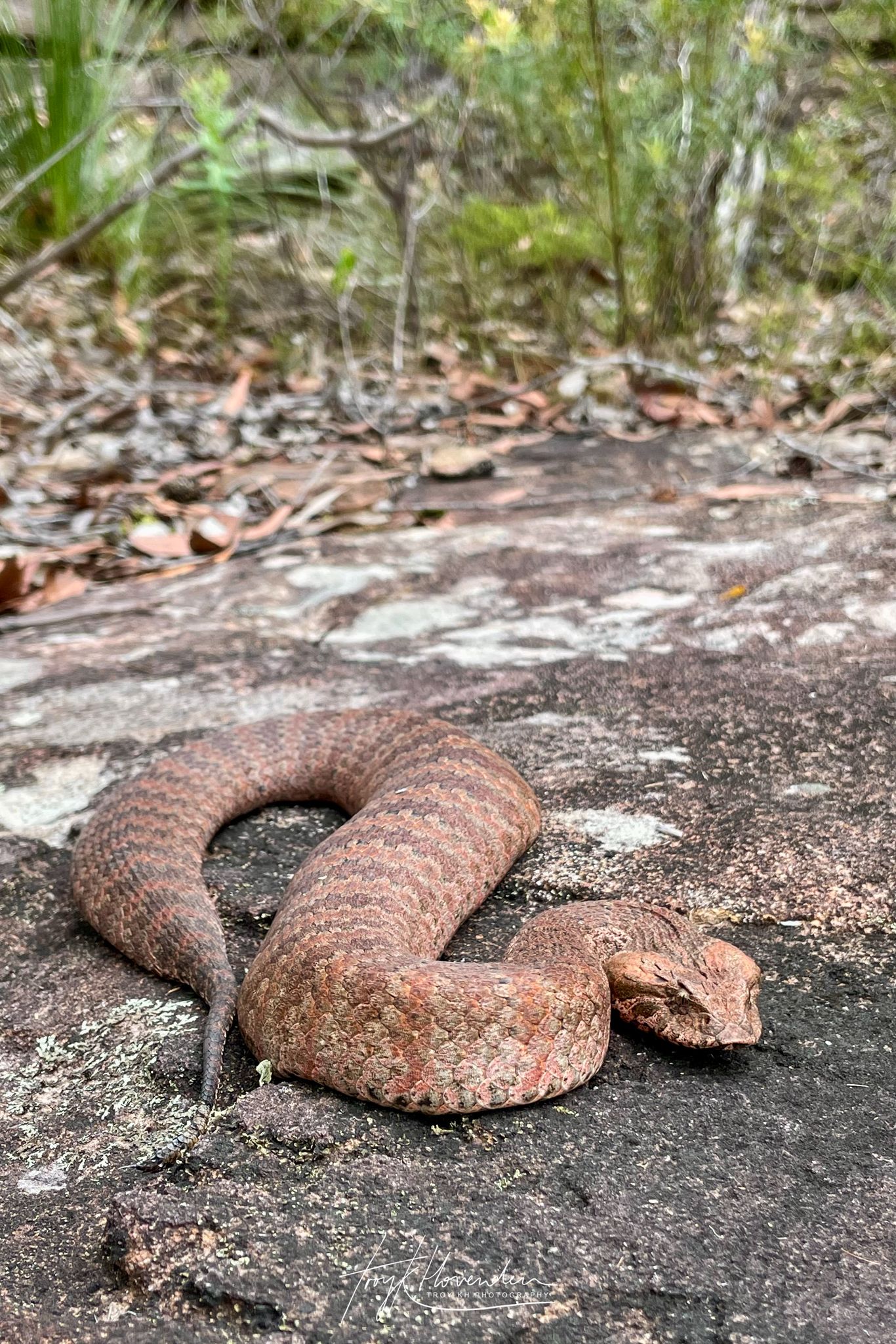 REPTILE AWARENESS ~ Each week,... - Ask Roz Blue Mountains | Facebook