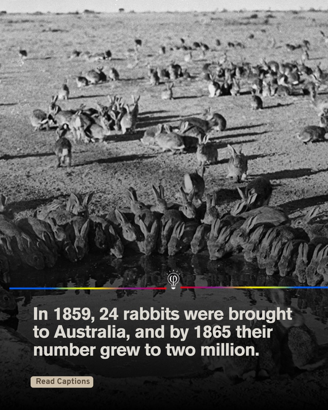 Fact - In 1859, just 24 rabbits were introduced to Australia for ...