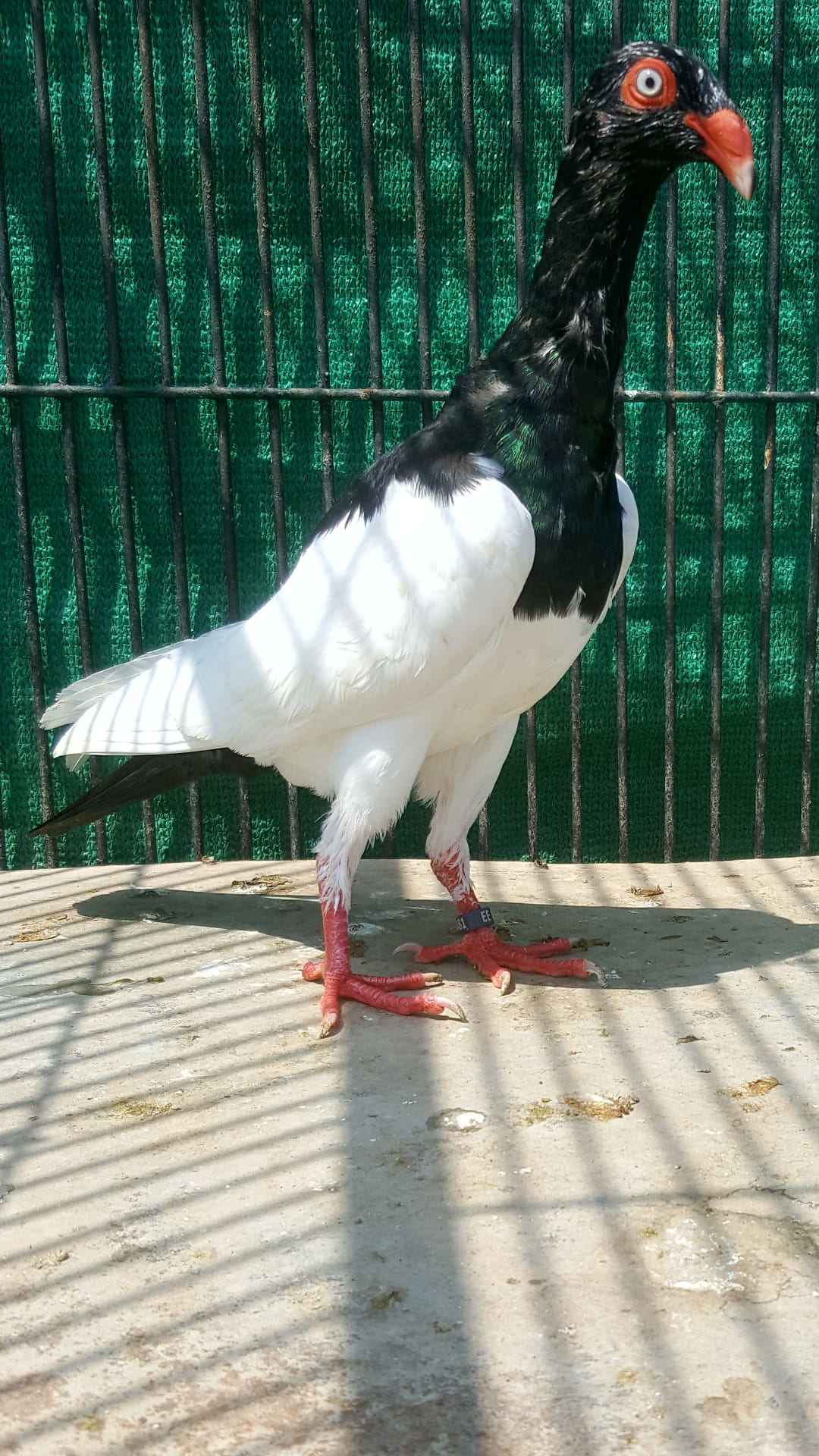 PanjnadPigeon - Black Macpai 5 kali Female IMPORTED... | Facebook