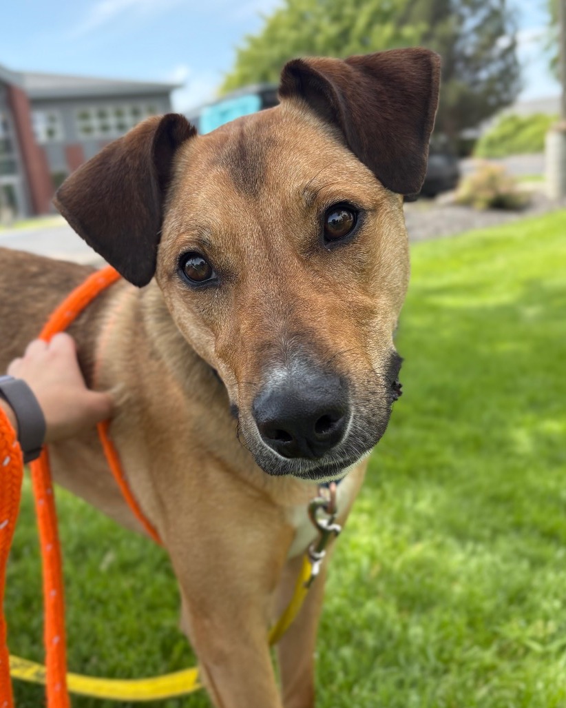 Spokane - Roman's looking oh so cute today! This goofy and playful pup ...