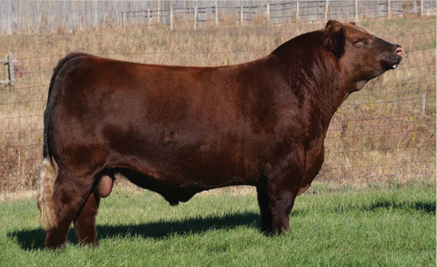 Red Angus World - The genetic opportunities in the Genetic...
