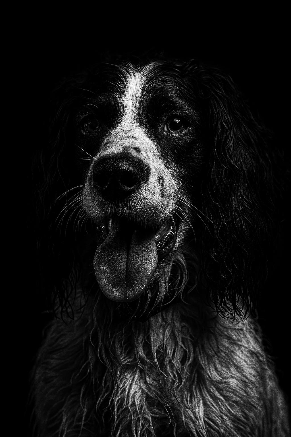 Curated Activities To Accompany Interaction And Address A Dog S Instinctual Gallery View 51