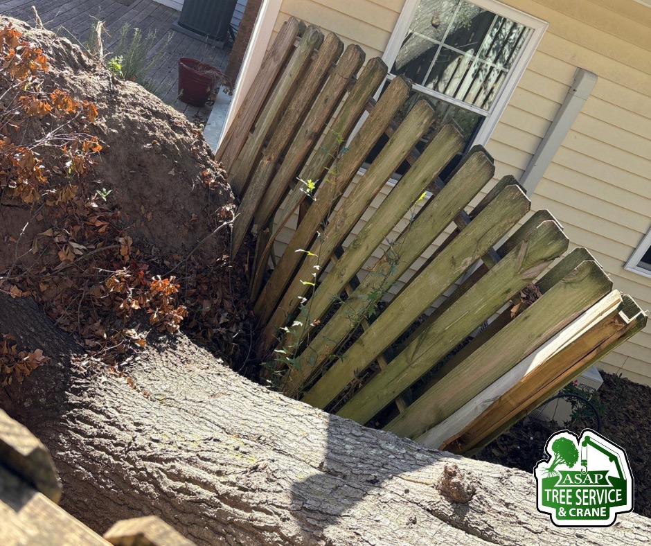Asap tree Service