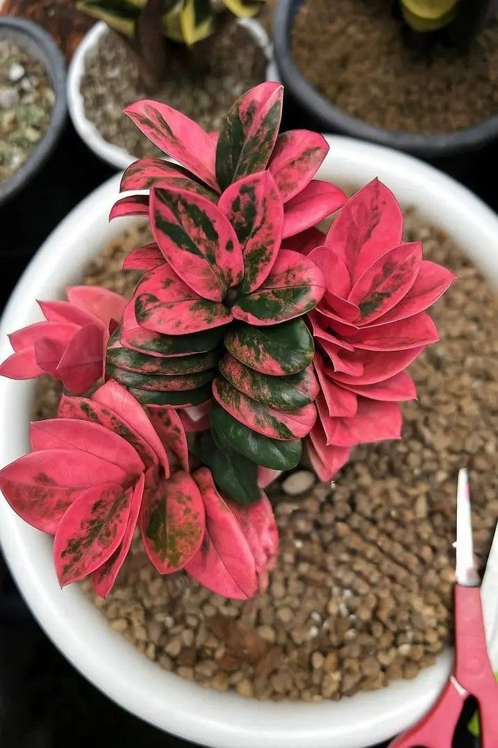 One of my Rarest Plant! Variegated 