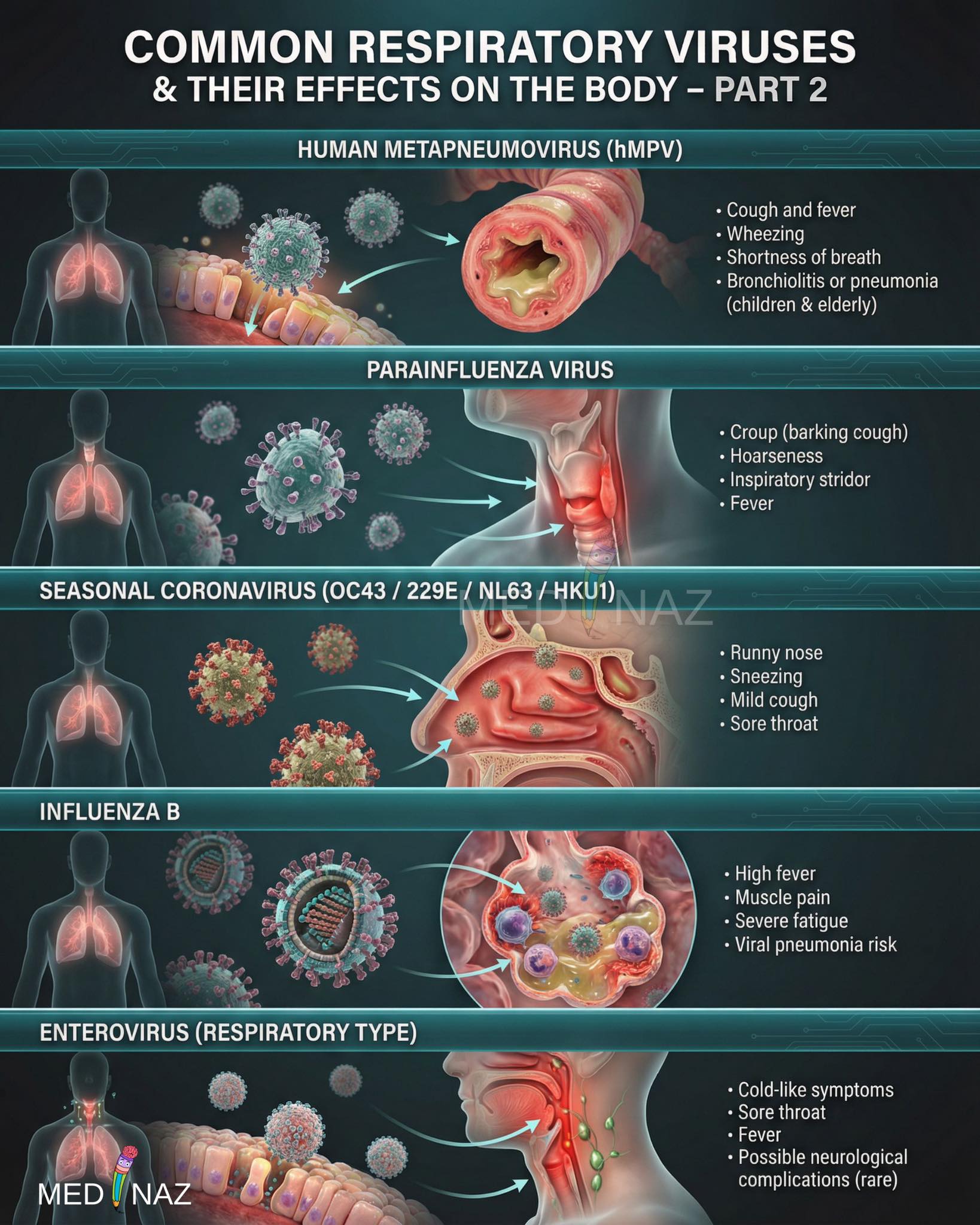 Medinaz - 🫁 Common Respiratory Viruses & Their Effects on the Body ...