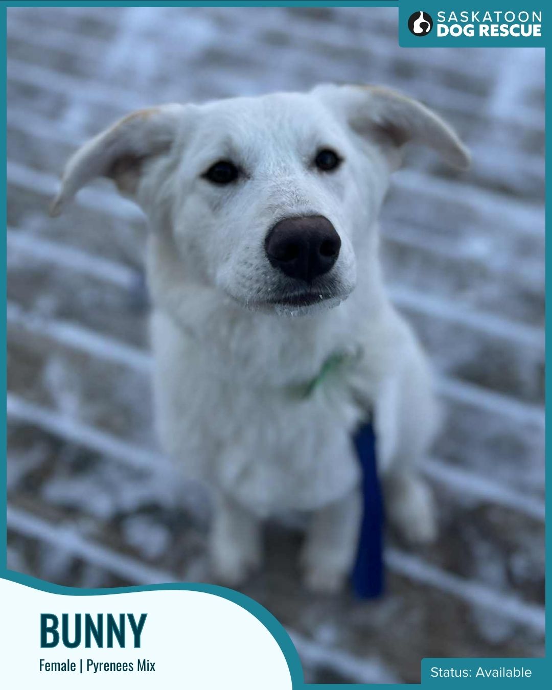 Saskatoon Dog Rescue added a new photo. - Saskatoon Dog Rescue