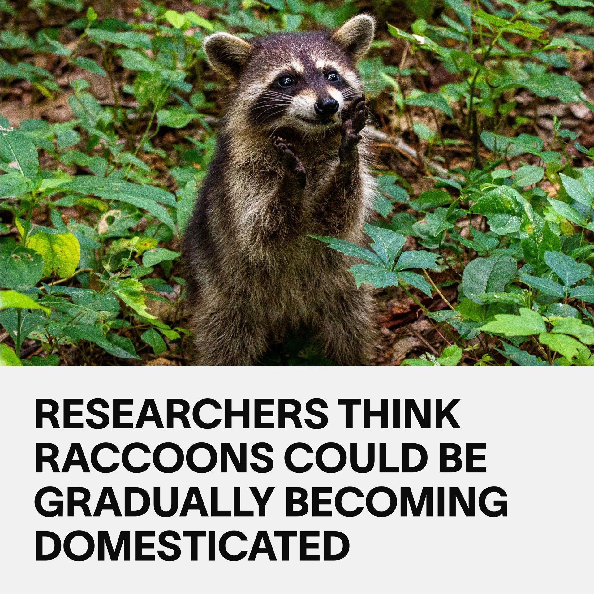 VICE - Raccoons in urban areas are developing shorter faces, adorable ...