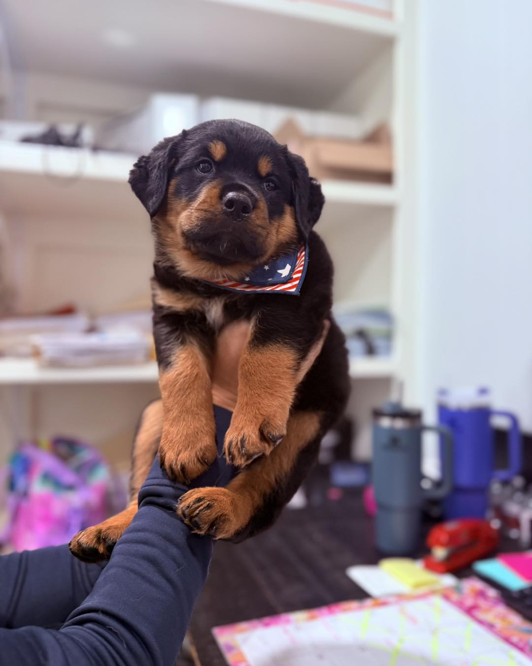 Animal - Red, white, and adorably cute! 🇺🇸 Meet Sarge, the 6-week-old ...