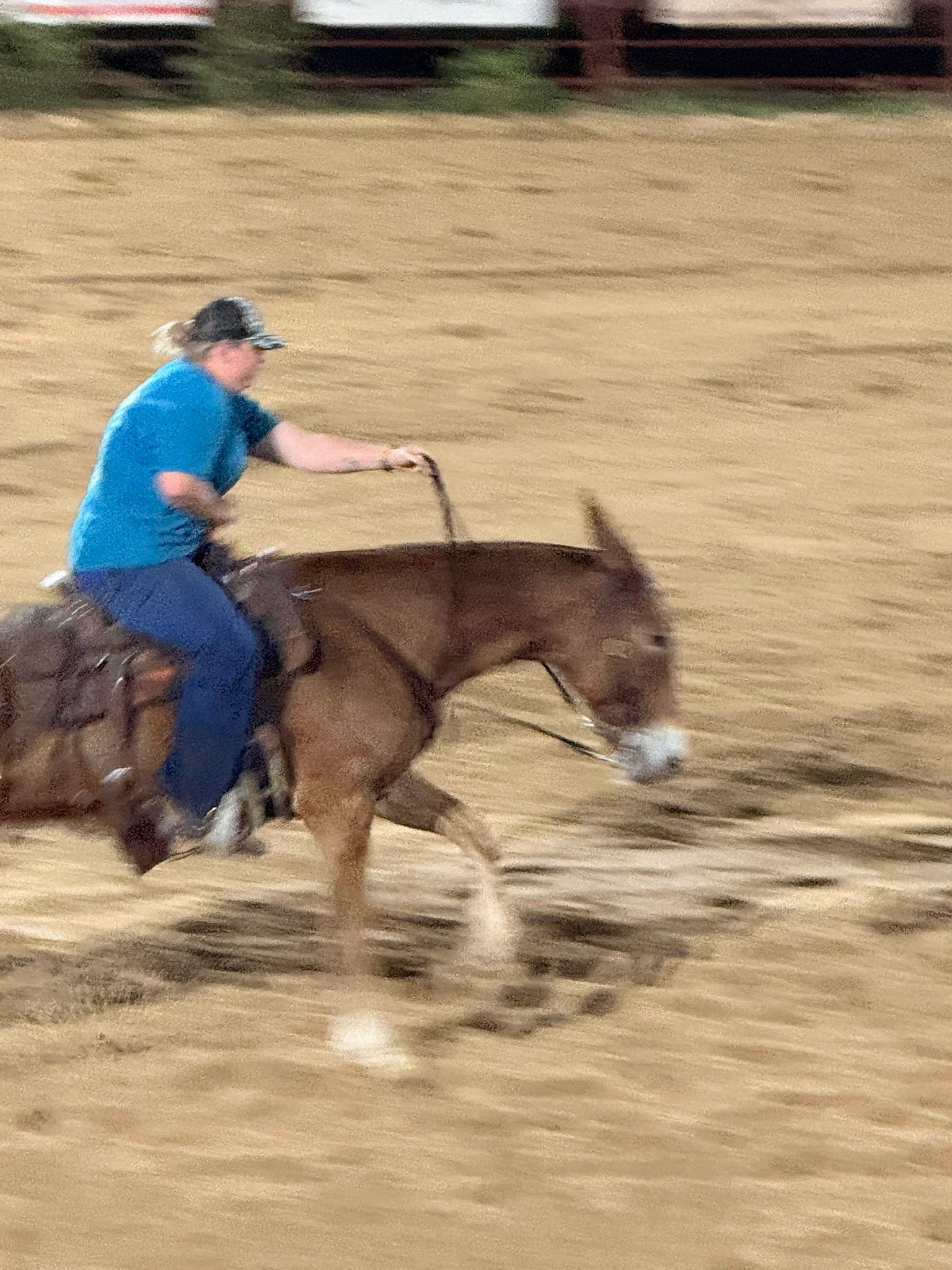 Main - Check out these barrel racing MULES!! This is a special kind of ...
