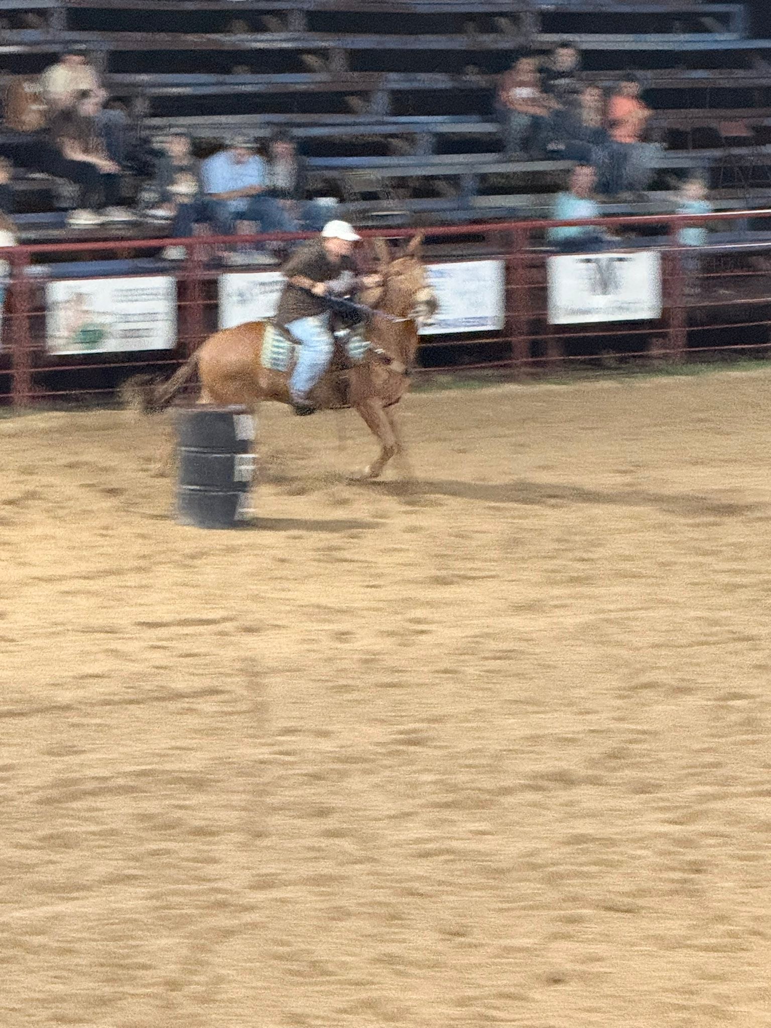 Main - Check out these barrel racing MULES!! This is a special kind of ...