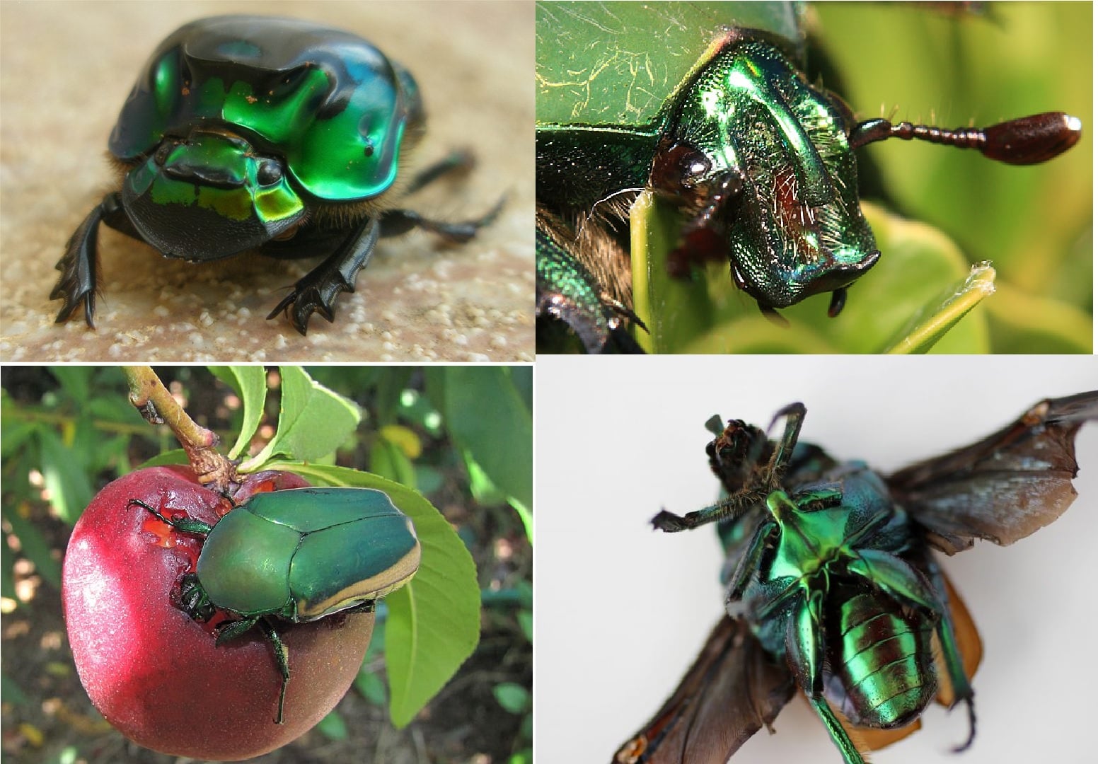 Las 3Rs en la... - Acarología y Entomología Latinoamericana | Facebook
