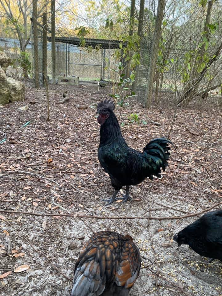 Riley’s poultry