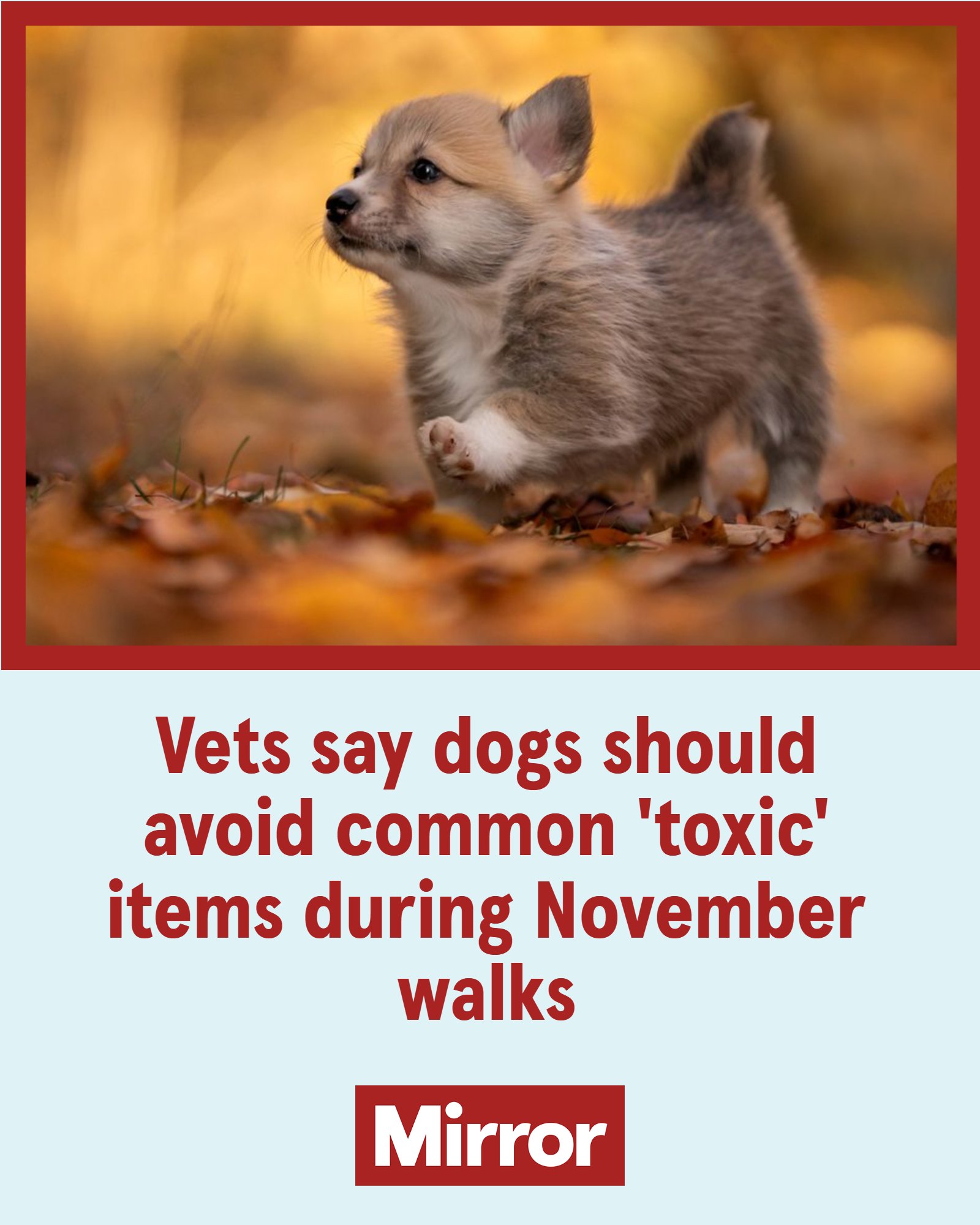 Photo inspiration: Picture Idea: The Mirror Vets Have Issued A Warning