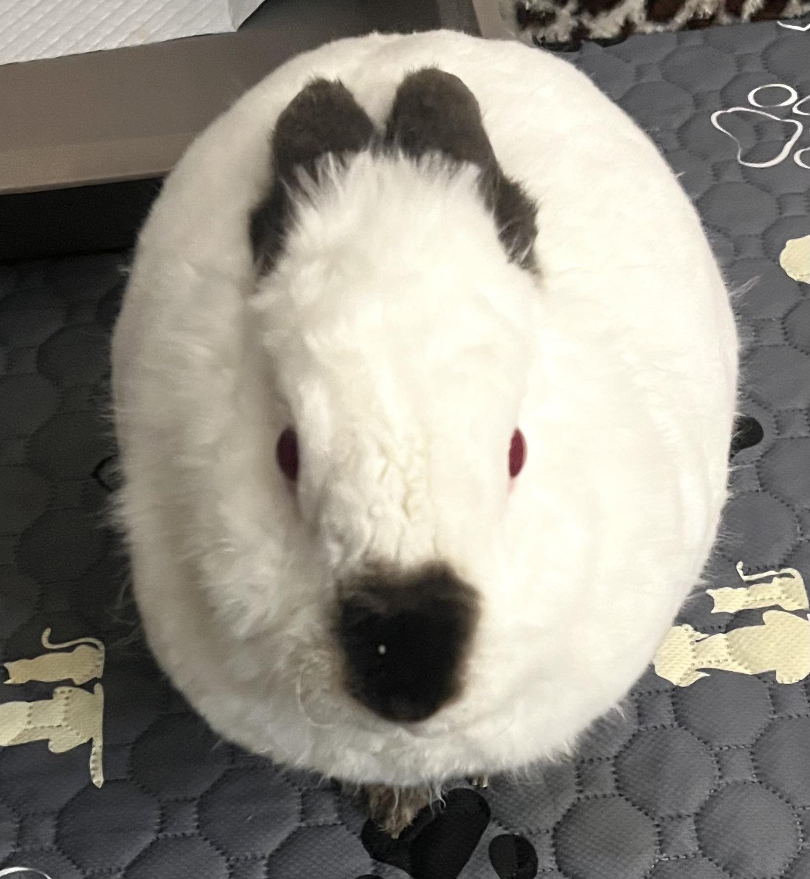 Bunny Love With Benny Boo