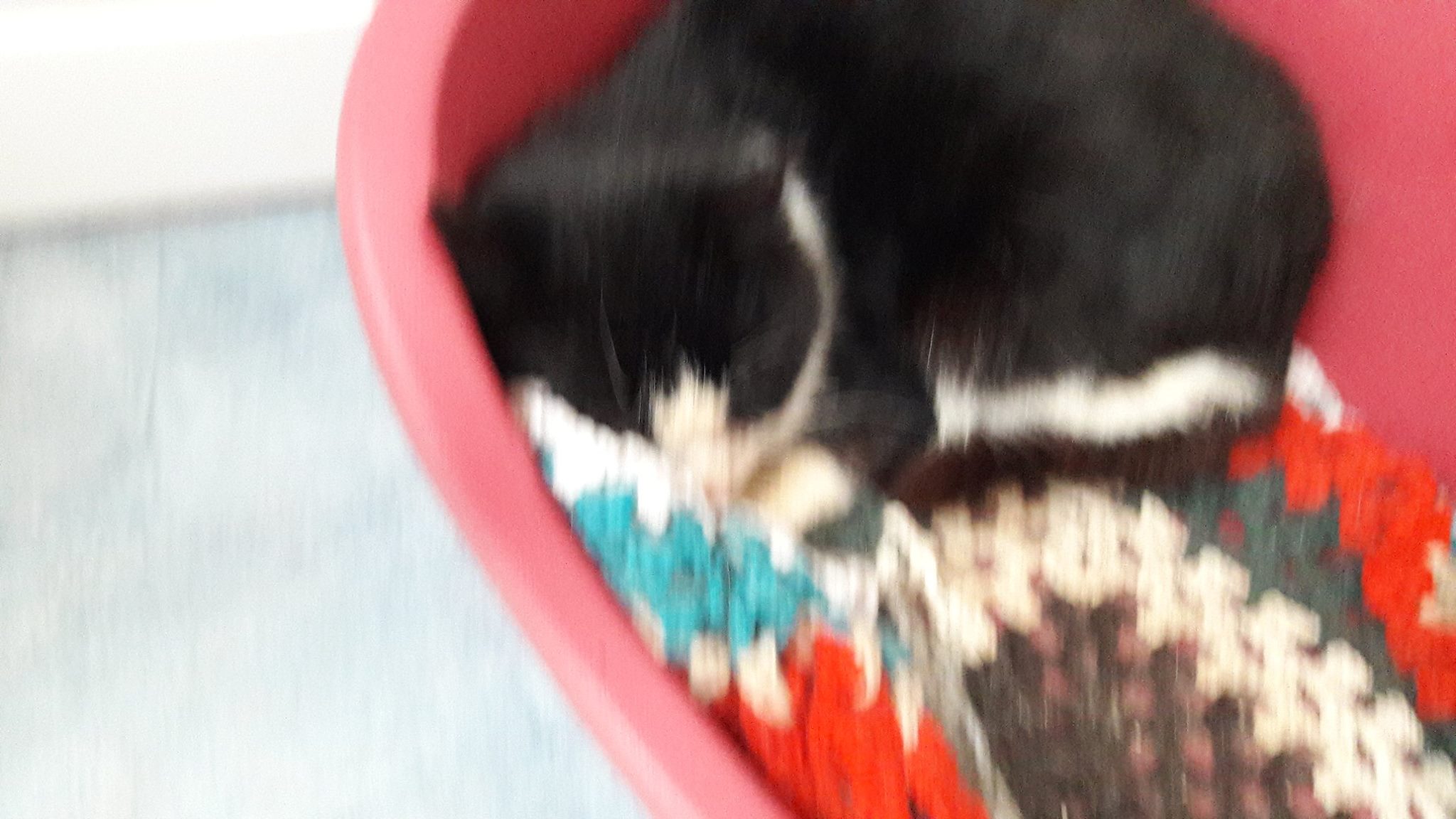 This sad looking boy is... - RSPCA Lincolnshire East Branch | Facebook