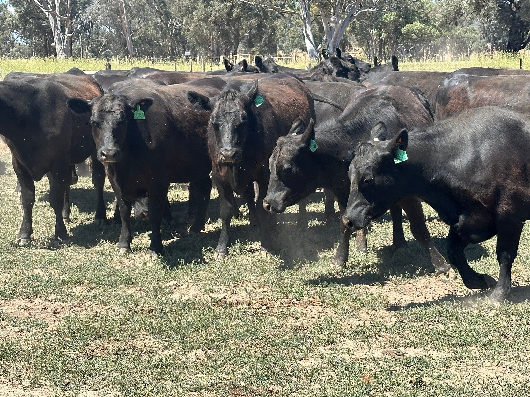 Costello Rural - 🔥 Twenty-Nine RAFF ANGUS PTIC Heifers –... | Facebook