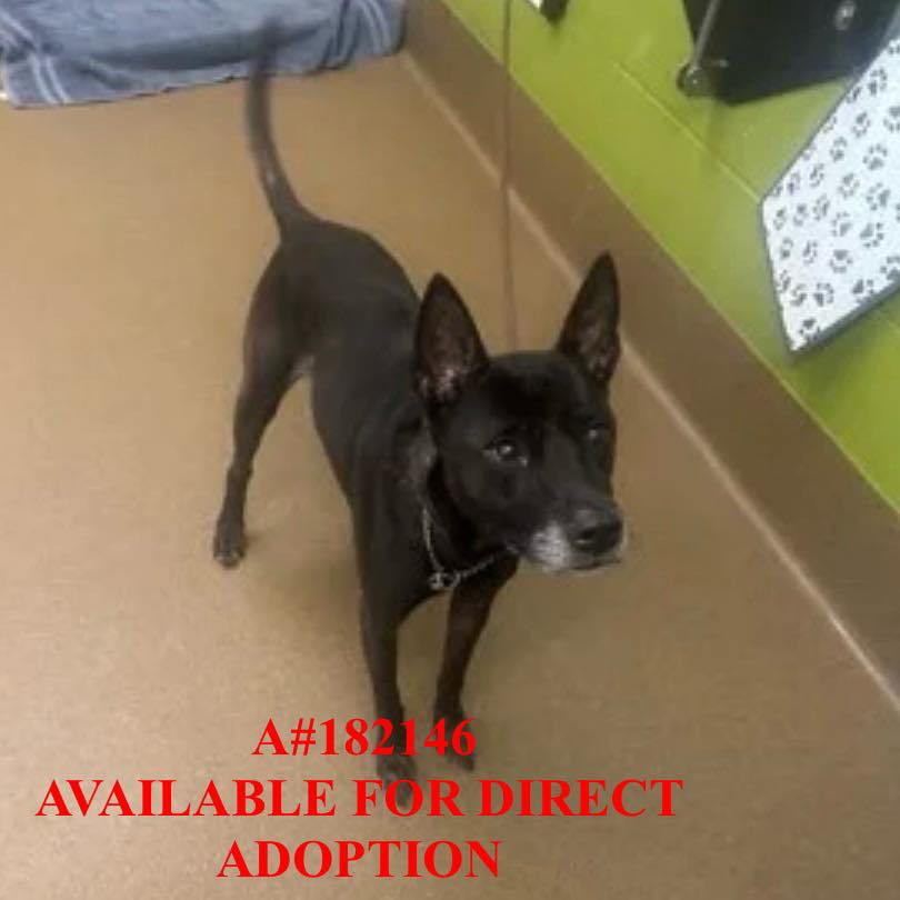 Beauties - AVAILABLE FOR DIRECT ADOPTION OR RESCUE PULL RESOURCES ...