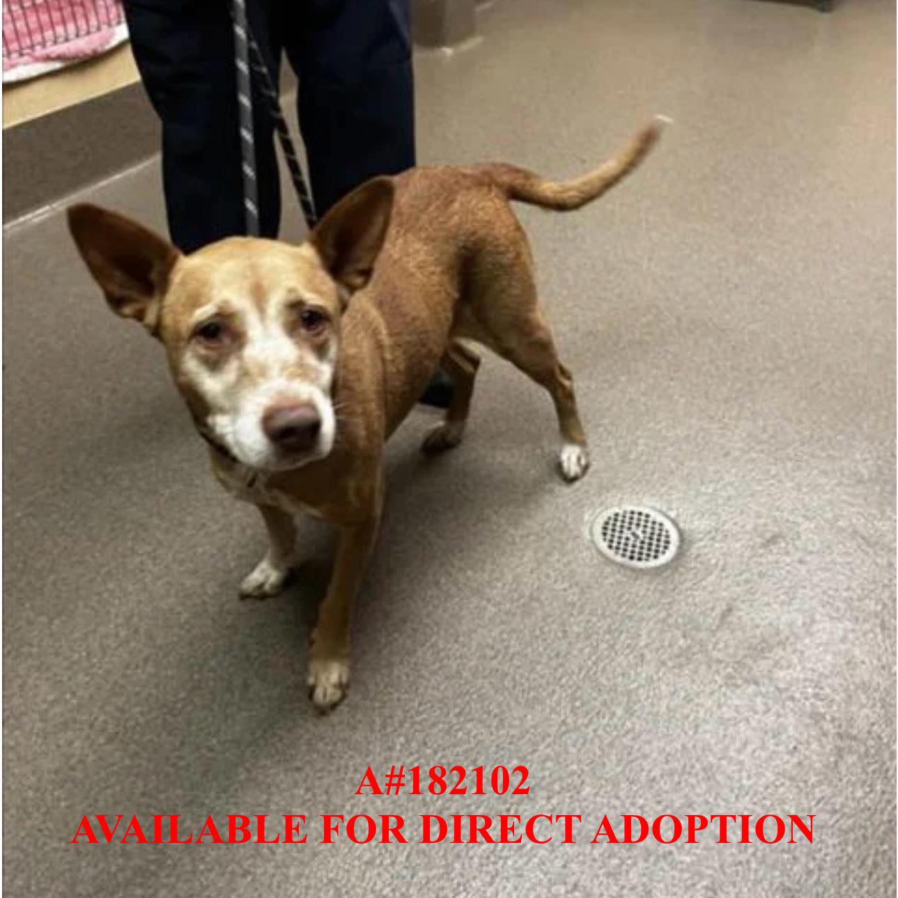 Beauties - AVAILABLE FOR DIRECT ADOPTION OR RESCUE PULL RESOURCES ...