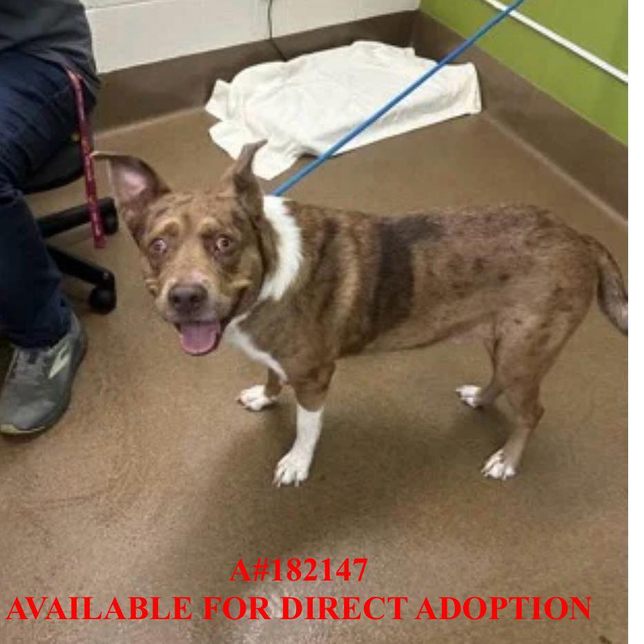 Beauties - AVAILABLE FOR DIRECT ADOPTION OR RESCUE PULL RESOURCES ...