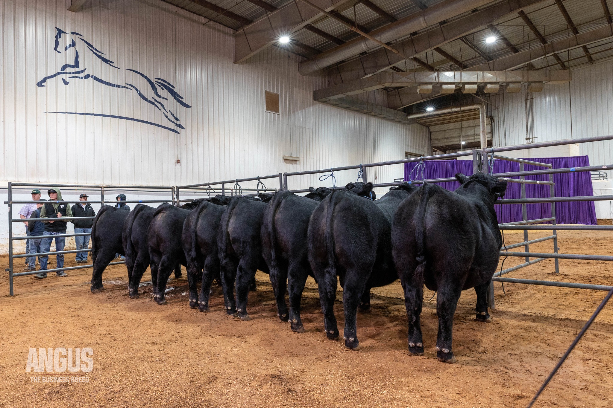 American - The Champion Calf Carload at the 2026 Cattlemen’s Congress ...