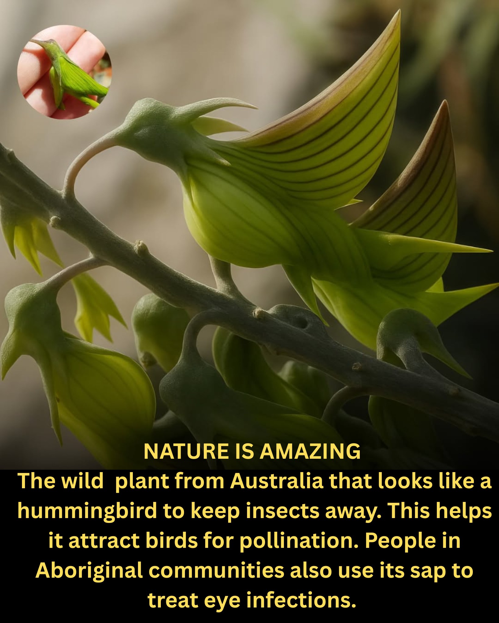 Knowledge - The Crotalaria Cunninghamii plant, native to Central and ...