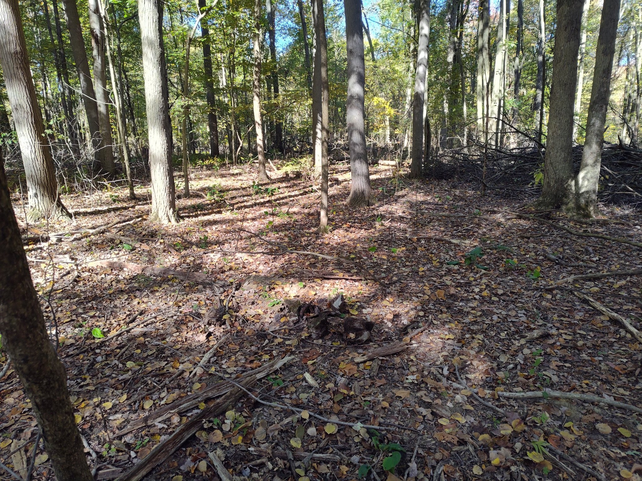 Thomas - This might look like a pretty and healthy forest to most ...