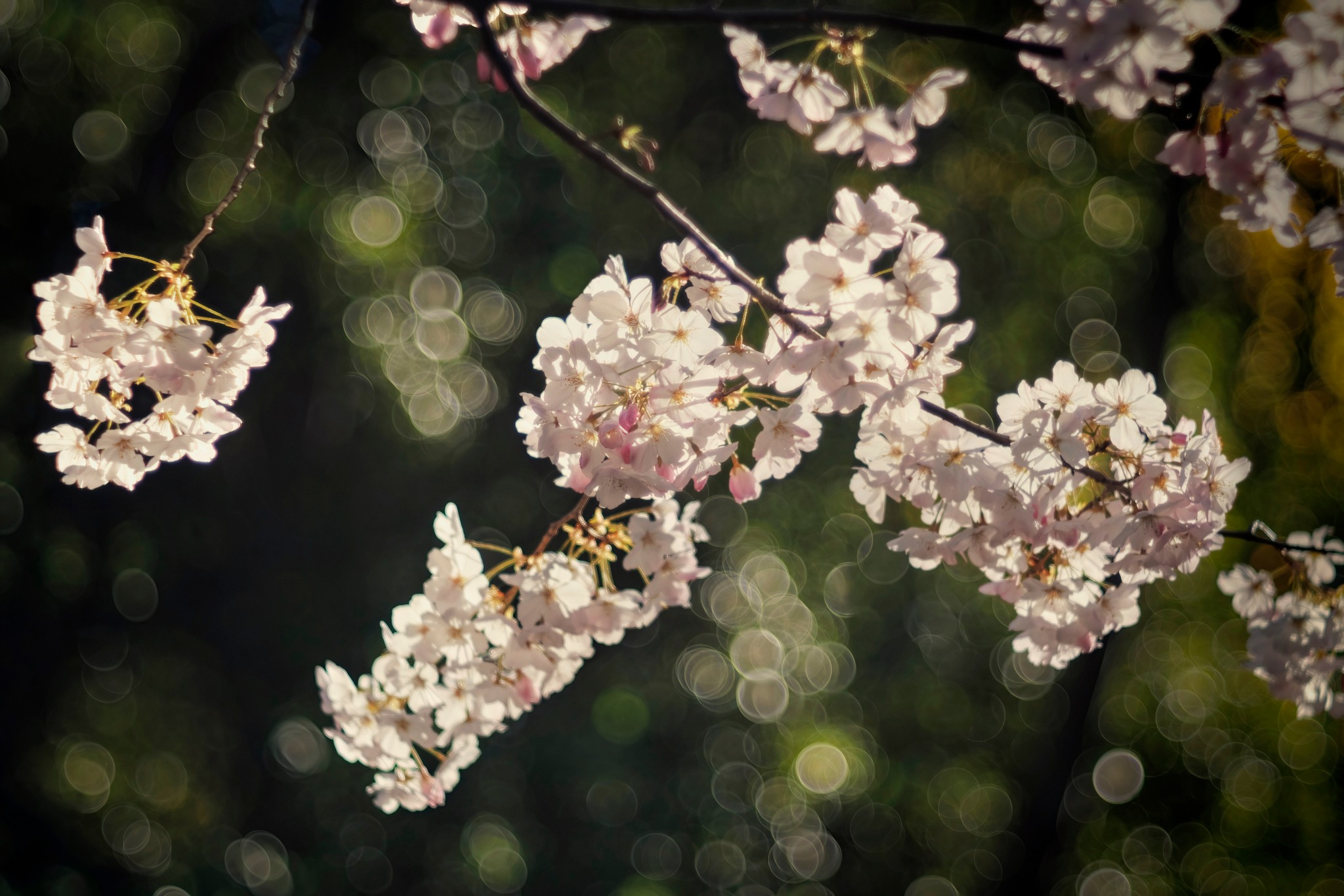 Quality - ---+ Journey through Hakone Gardens for cherry blossom ...