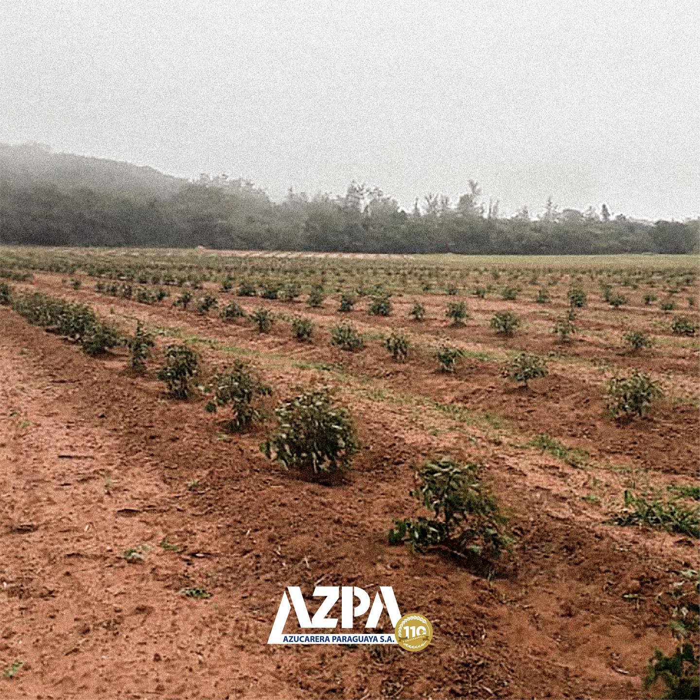 ¿Sabias que desde 1936... - AZPA - Azucarera Paraguaya S.A.