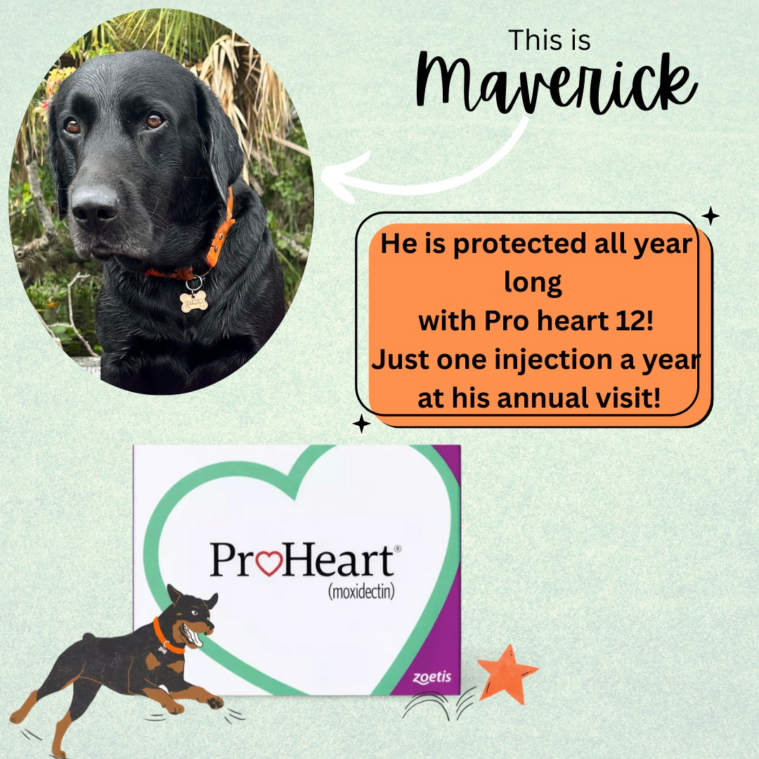Meet Maverick! 🐶 He stays... - Magnolia Animal Hospital | Facebook
