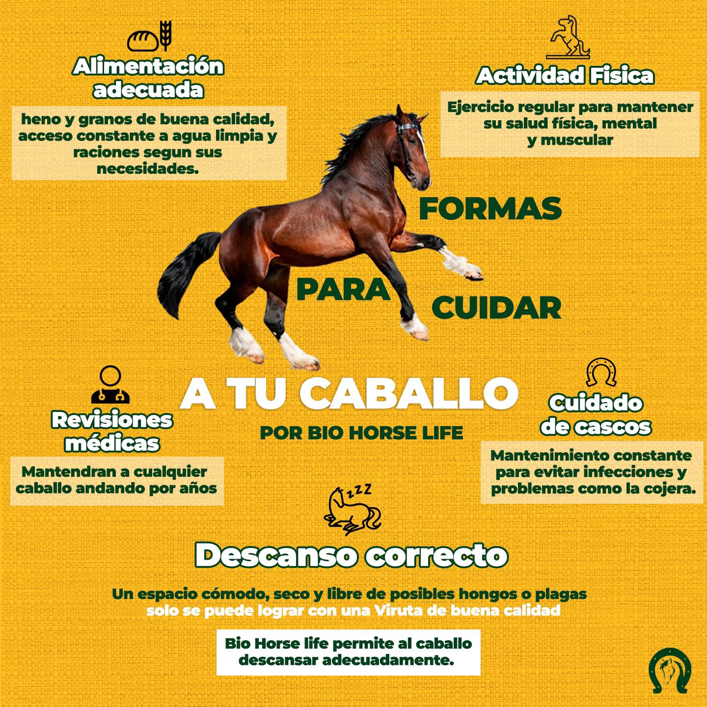 Bio - Estos son los cuidados básicos que tu caballo merece 🧐 Con Bio ...