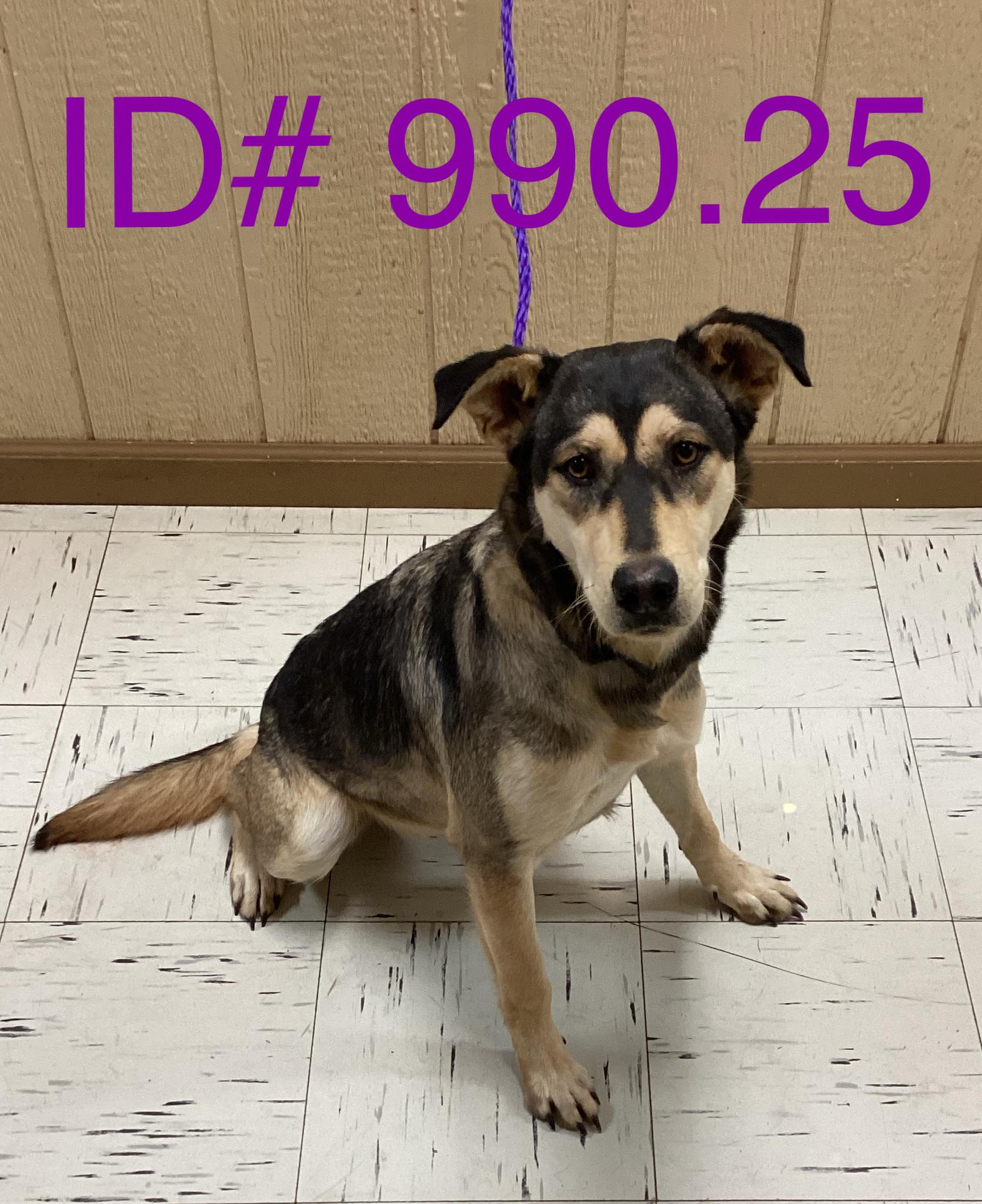 Kerr - Rescue Adopted 12-17-25 This dog has been adopted by a rescue ...