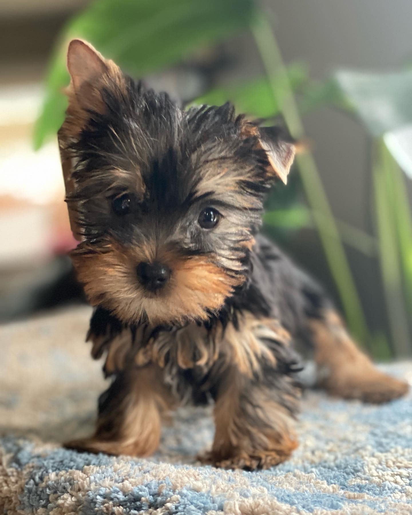 Yorkies puppies - teacup yorkie yorkie puppies for sale toy puppies ...