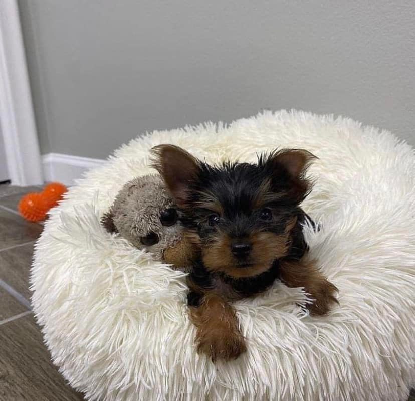 Yorkies puppies - teacup yorkie yorkie puppies for sale toy puppies ...