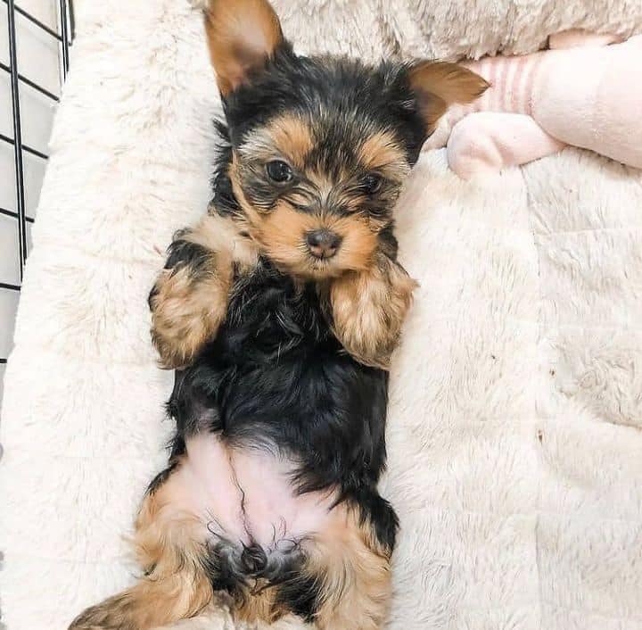 Yorkies puppies - teacup yorkie yorkie puppies for sale toy puppies ...