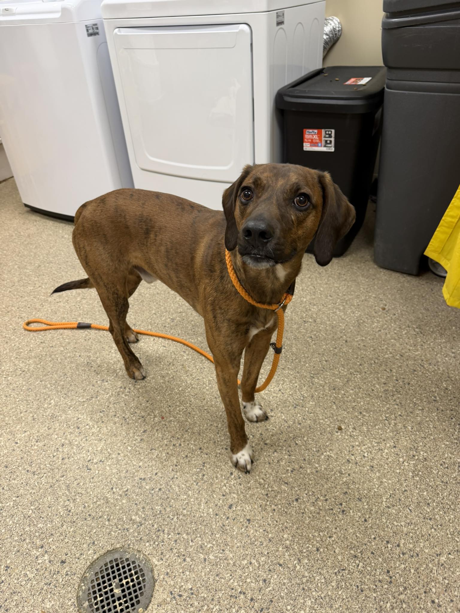 Found dog near Hewitt Covered Bridge in Bedford County