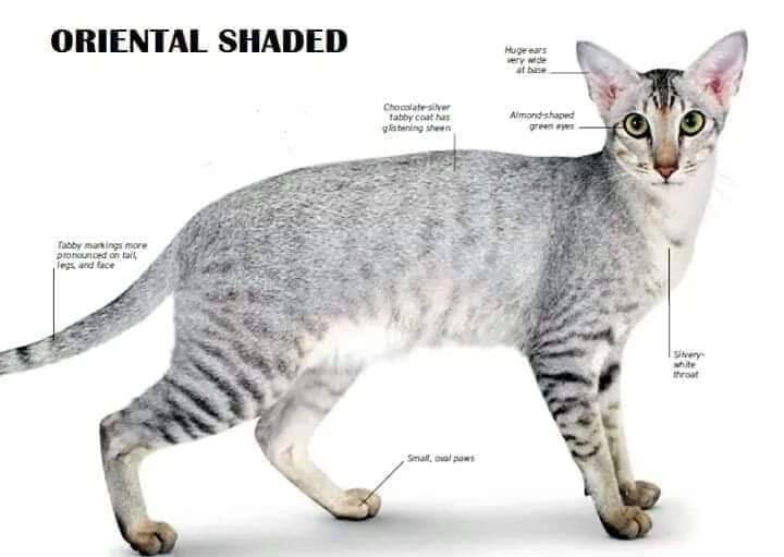 Cat Rumble - Cat Rumble added a new photo.